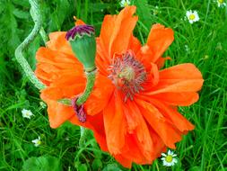 extraordinarily beautiful Poppy Blossom