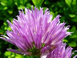 goodly Chives Blossom