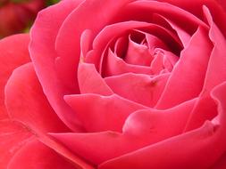Close-up of the beautiful, blossoming red and pink rose flower