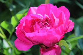 magnificent Spring Blossom