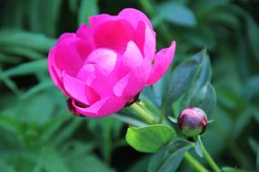 Beautiful, pink peony flower and buds on the green stem with leaves