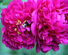 spring pink peonies on blurred background