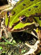 front part of Frog, top view