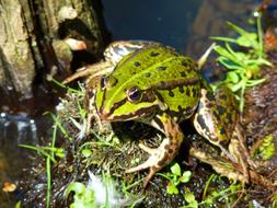 green nice Frog Amphibian