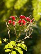 ravishing Rose Flower
