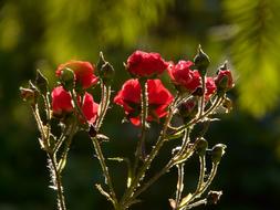 absolutely beautiful Rose Flower