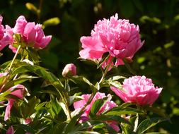 Beautiful pink blossoming peony flowers with green leaves in light