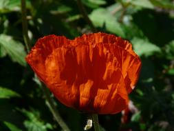 incredibly beautiful Klatschmohn Poppy
