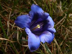 ravishing Clusius Gentian