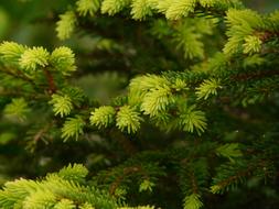 Tannenzweig Fir Tree