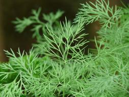Dill Cucumber Herb green