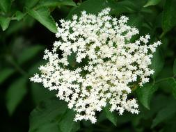 White Blossom of Black elderberry