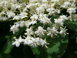 extraordinarily beautiful Bloom White