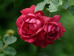 ravishing Shrub Rose Red