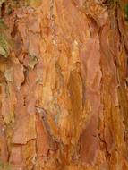 Bark Pine Red orange