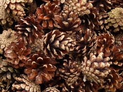 fabulous Pine Cones Wood