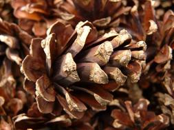 goodly Pine Cones Wood