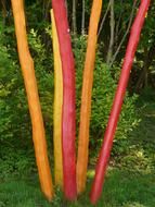 decorative multicolored sturgeons on the lawn