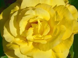 absolutely beautiful Rose Bloom Yellow