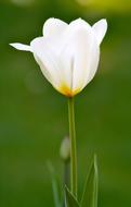 cute white Spring Flower