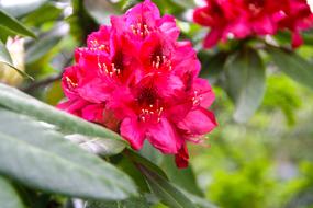 magnificent Bloom Red