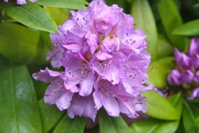 magnificent Spring violet Blossom