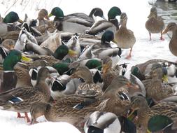 a large flock of ducks on a winter pond