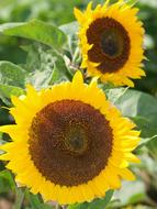 ravishing Sunflowers