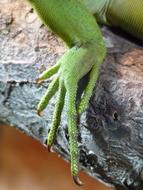 Reptile Foot Claw green