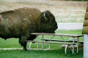 perfect Bison Severe Head