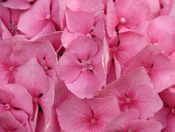 ravishing Hydrangea Macrophyll