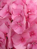 pink Hydrangea Macrophyll
