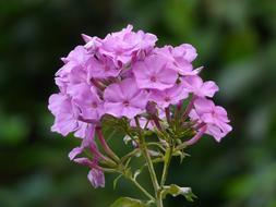 extraordinarily beautiful High Perennial Phlox