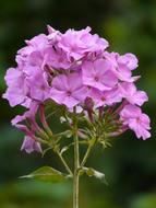 incredibly beautiful High Perennial Phlox