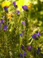 impressively beautiful Ordinary Snake Head flowers