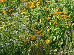 Summer Flowers Meadow