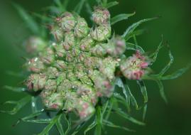 perfect Flowers Buds Cluster
