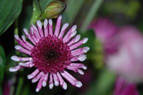 goodly Colour Lilac