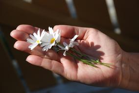 three white daisies lie on the palm of your hand