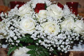 incredibly beautiful Roses Flower