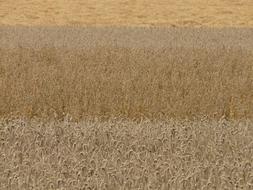 golden grain field before harvest