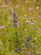 purple violet Meadow Flowers