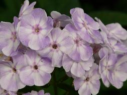 High Perennial violet flowers