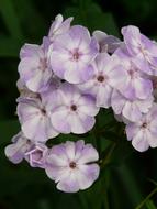light purple perennial phlox