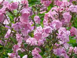 unusually beautiful Perennial Phlox