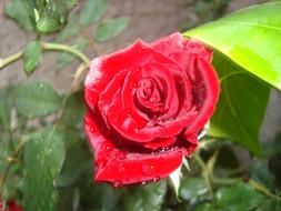 extraordinarily beautiful Rosa Red