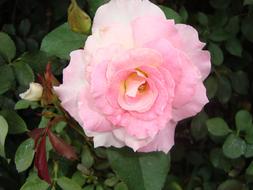 magnificent cute Rosa Flower