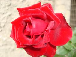 unusually beautiful Rosa Flower Red