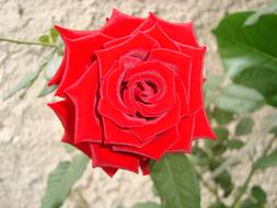 impressively beautiful Red Rose big