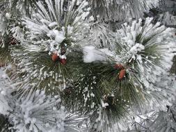 Pine Trees ice